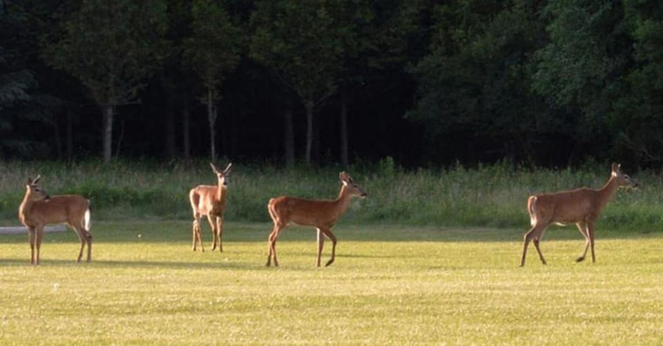 Animals