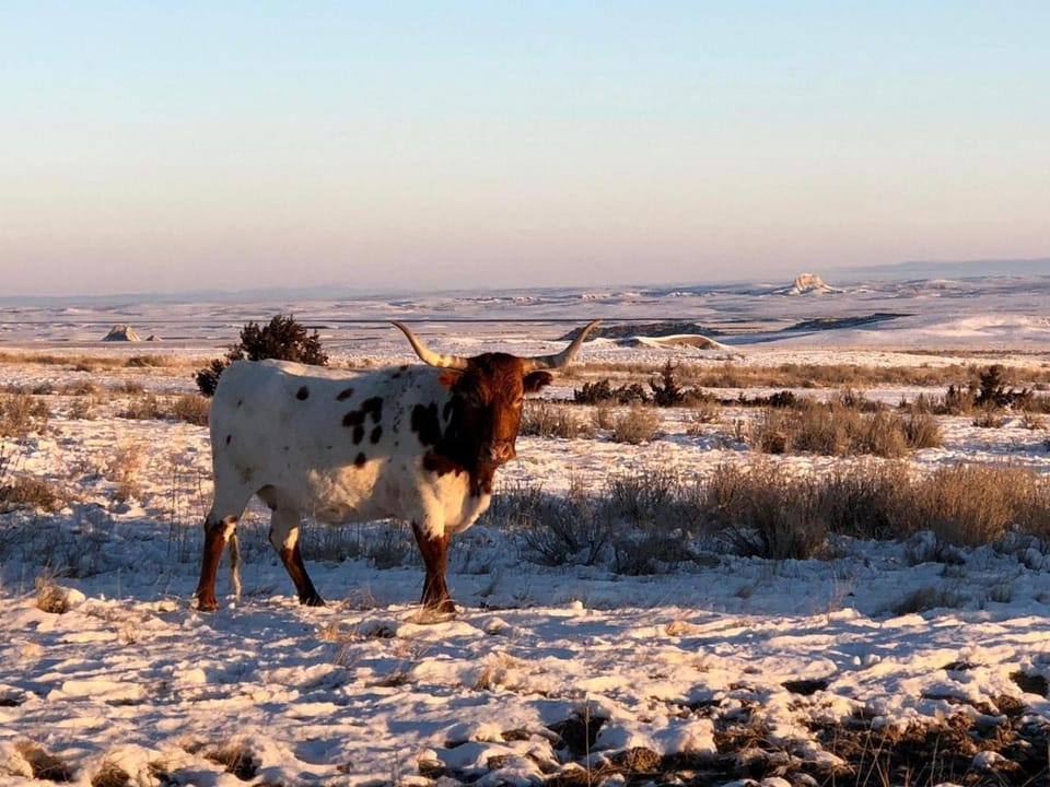 Cozy Cottage Rental for Six on a Working Ranch in Crawford, Nebraska House in Nebraska