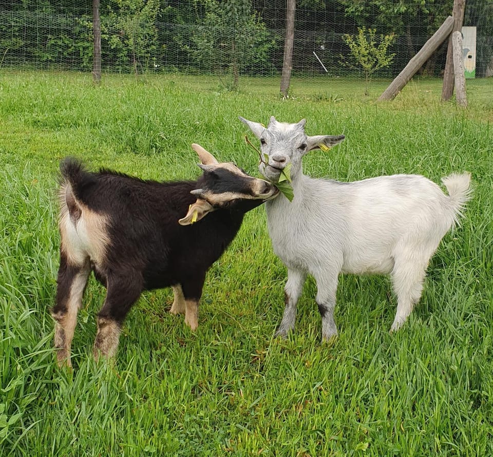 Animals