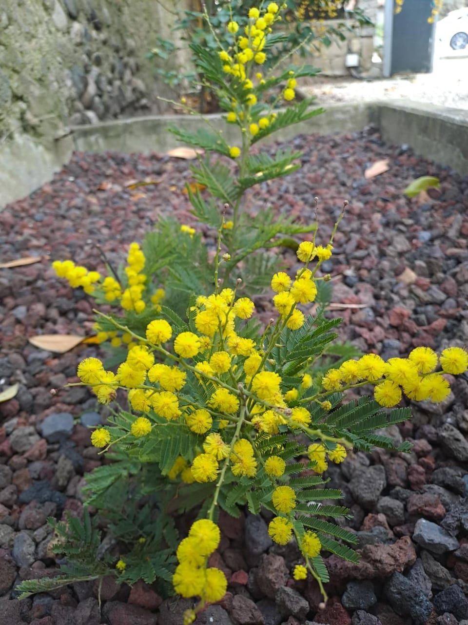 Gîte 1 "Mimosa" aux Magnolias Apartment in Provence-Alpes-Côte d'Azur