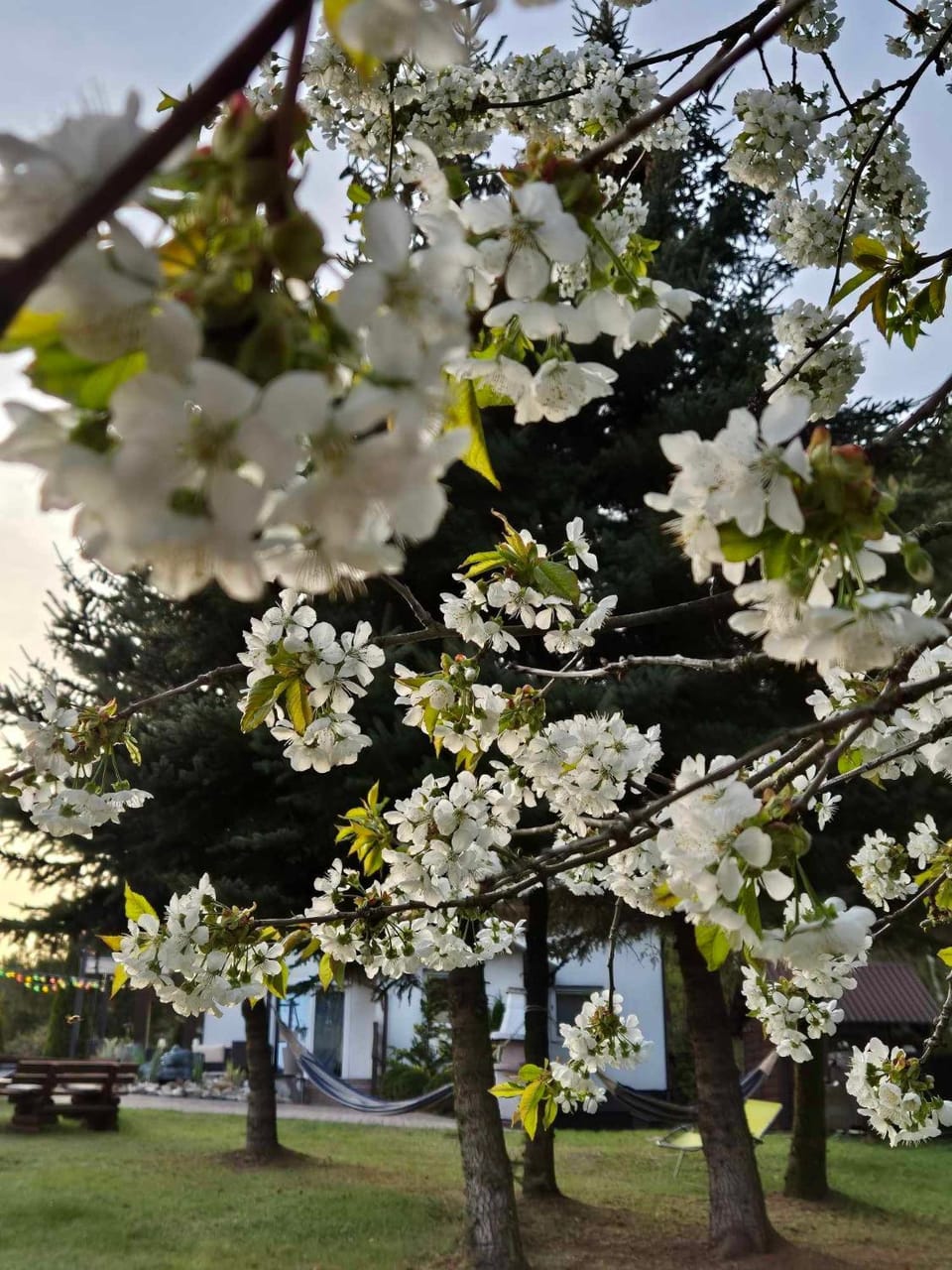 Spring, Day, Natural landscape, Garden, View (from property/room), Garden view, Sunrise, Inner courtyard view