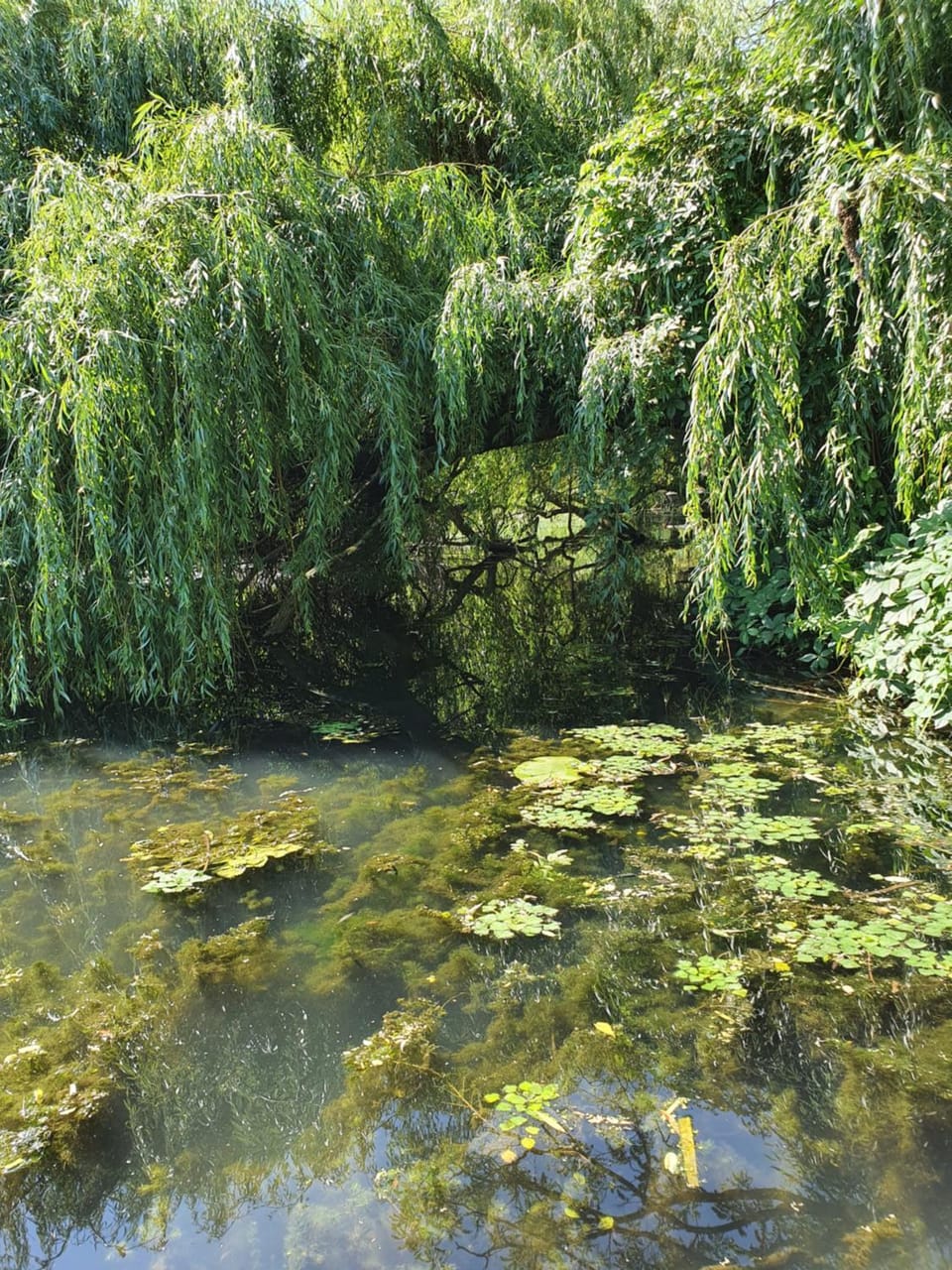 Natural landscape
