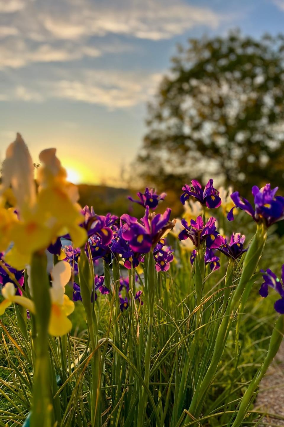 Garden, Sunset