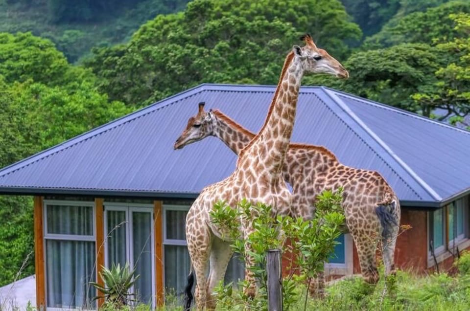Day, Natural landscape, Garden, Animals
