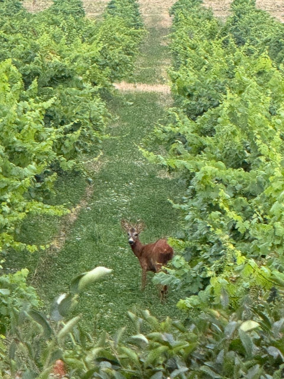 Natural landscape, Garden, Animals