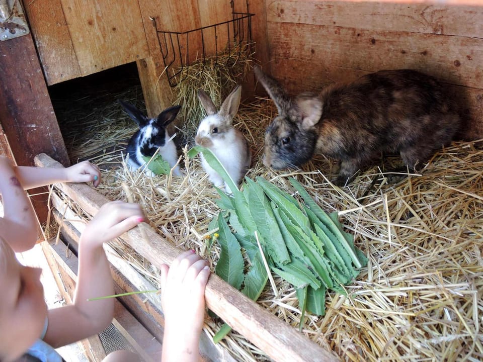 Animals