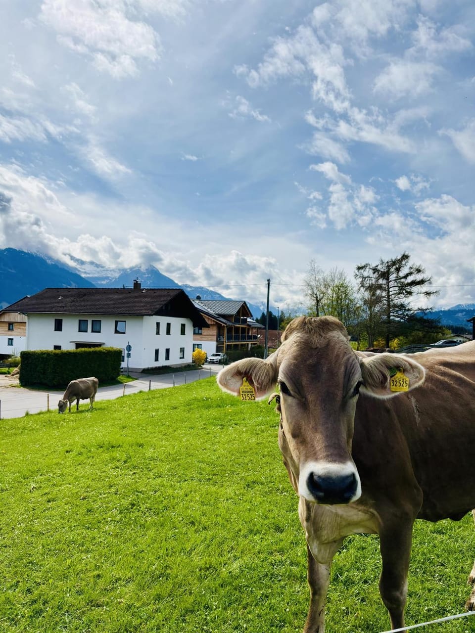 Day, Natural landscape, Animals, Mountain view
