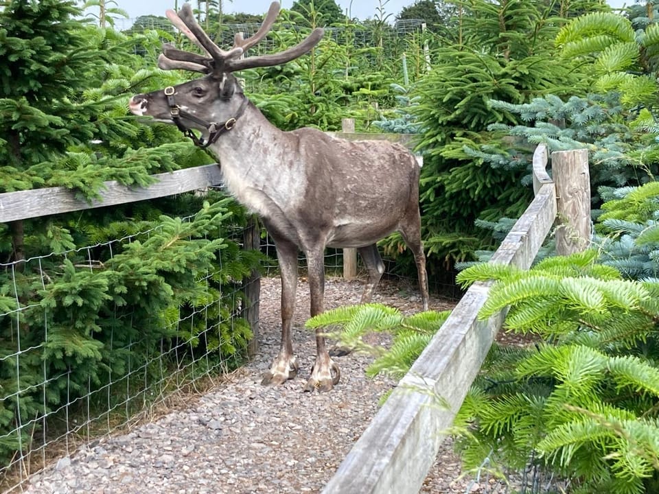Animals