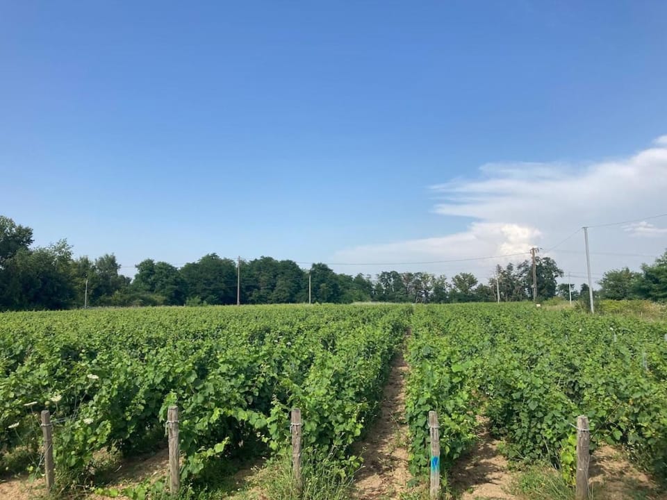 Domaine isolé dans les vignes avec sa jacuzzi house House in Centre-Val de Loire