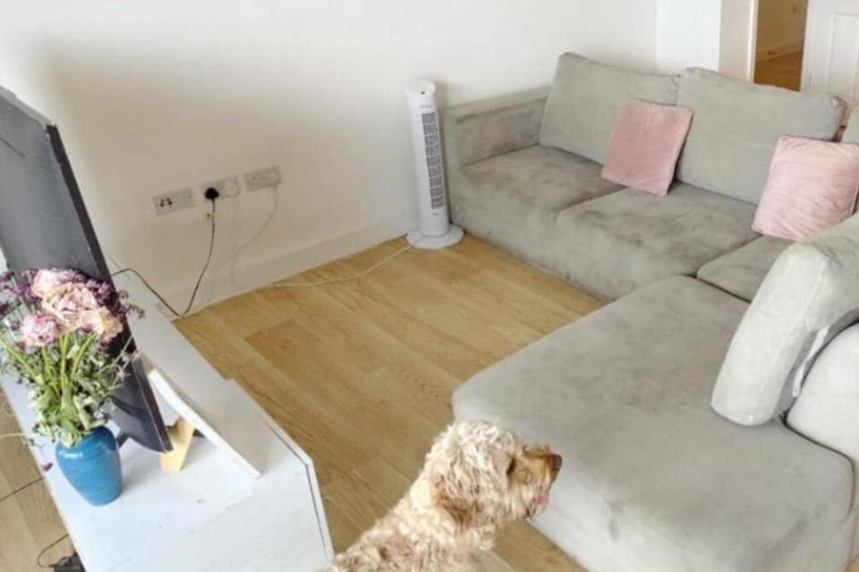 TV and multimedia, Living room, Seating area, Pets