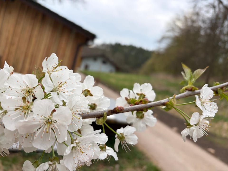 Waldhaus Villa in Jena