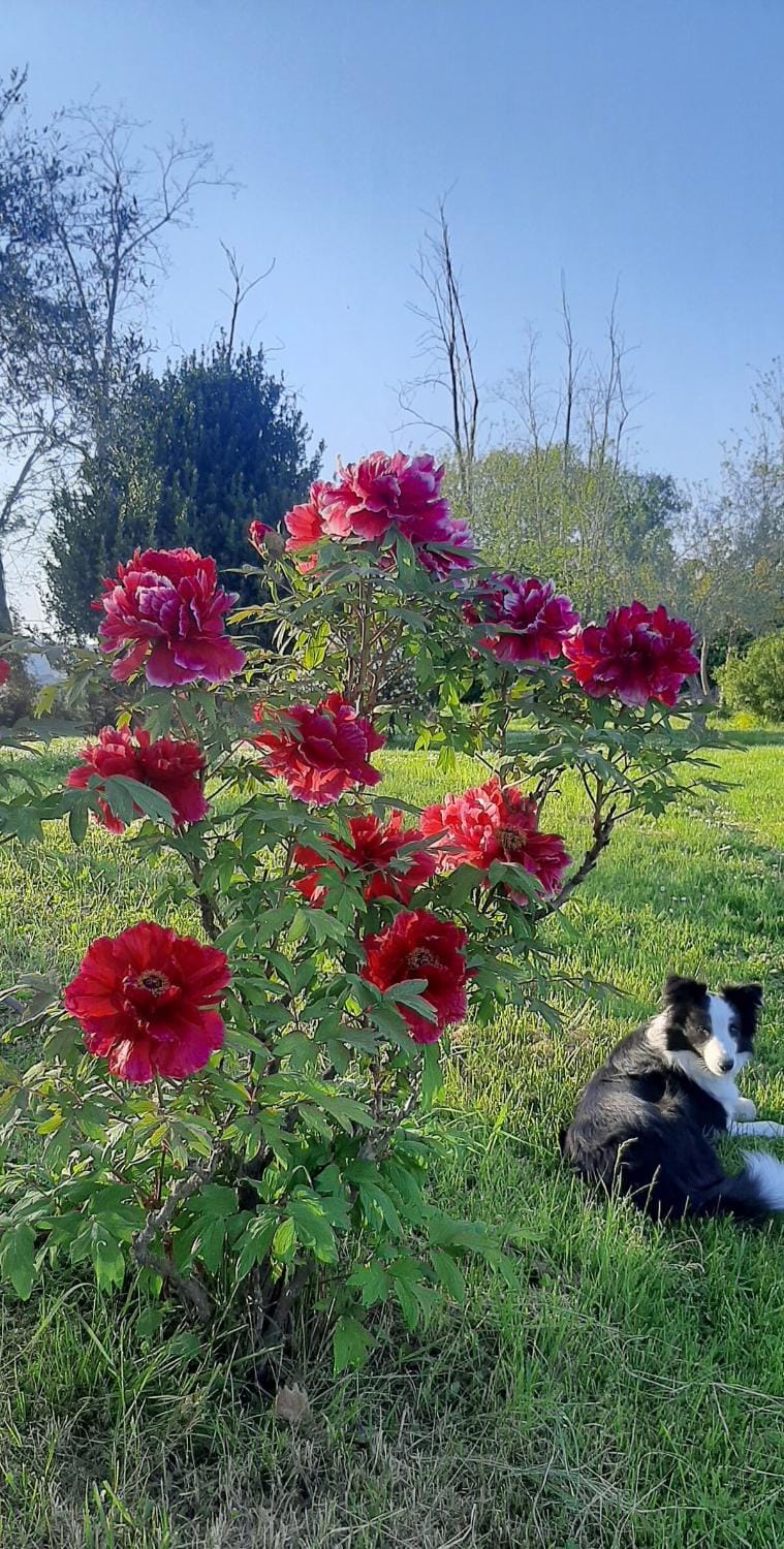 Garden, Pets, Garden view