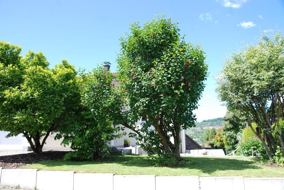 Villa am Buck Lörrach bei Basel Vacation rental in Riehen