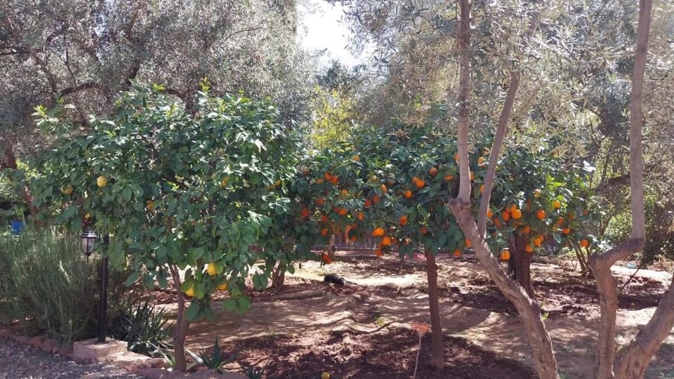 Beautiful peaceful haven with free breakfast Apartment in Marrakesh-Safi