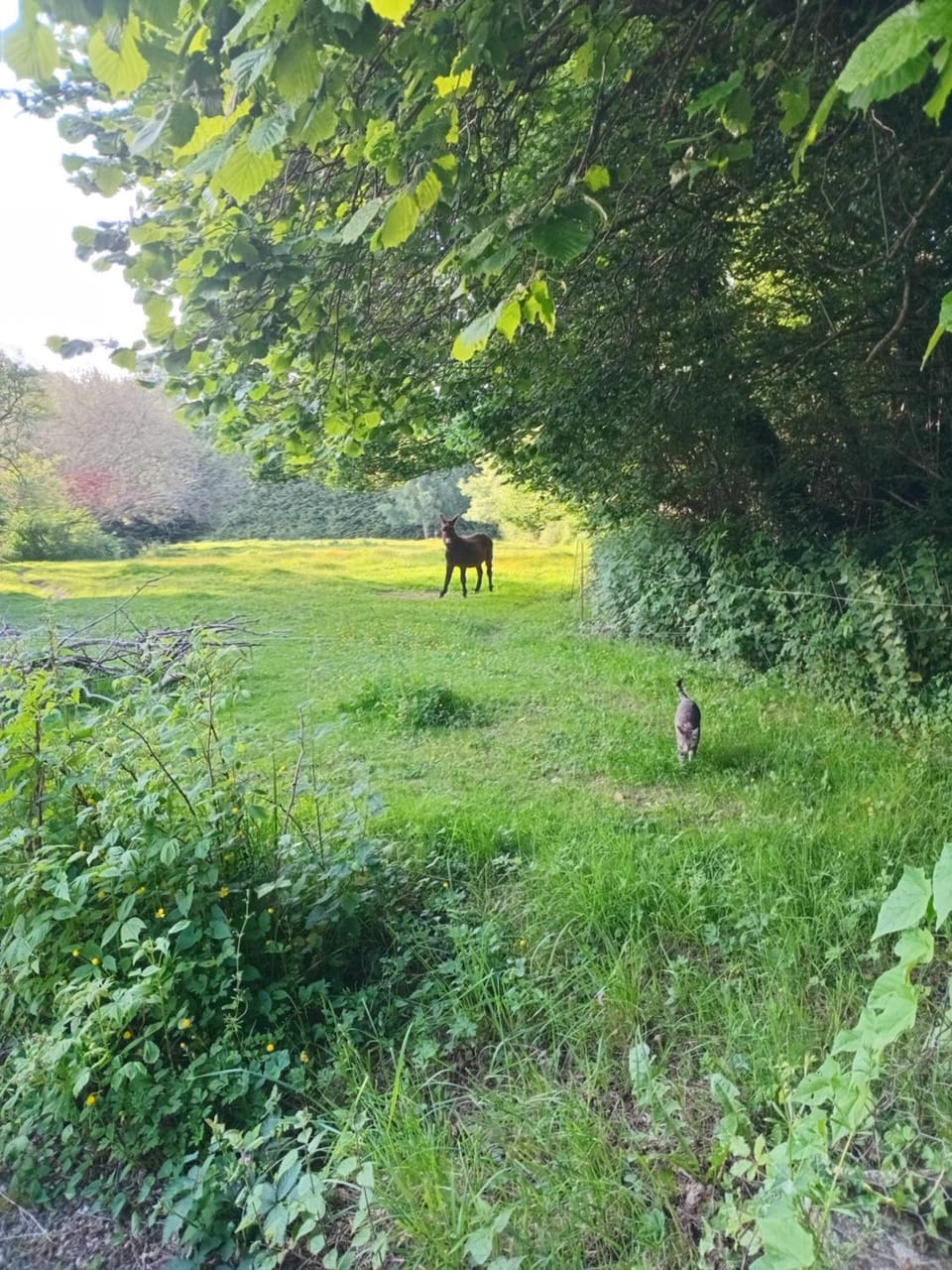 Animals