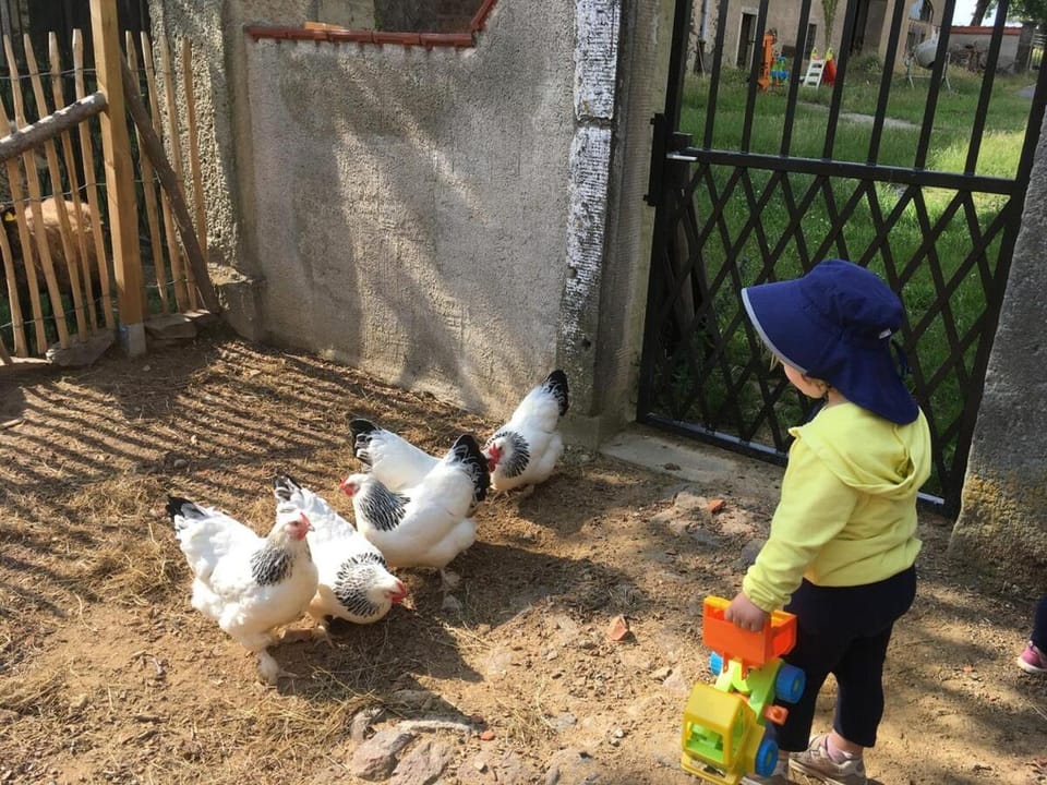 Animals, group of guests