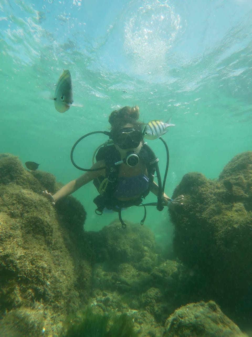 Natural landscape, Activities, Diving, Animals
