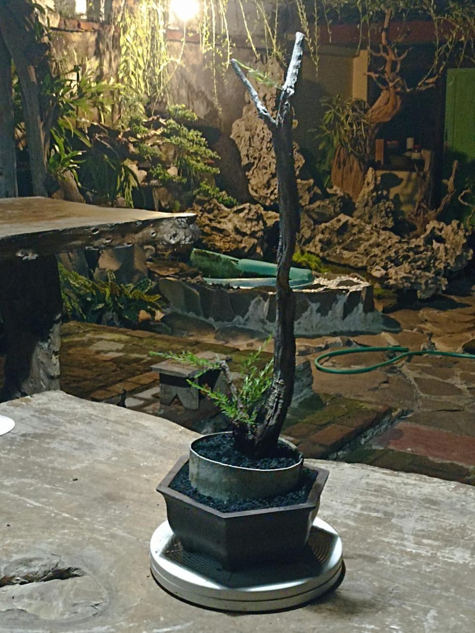 Bonsai Guesthouse Banyuwangi Bed and Breakfast in East Java