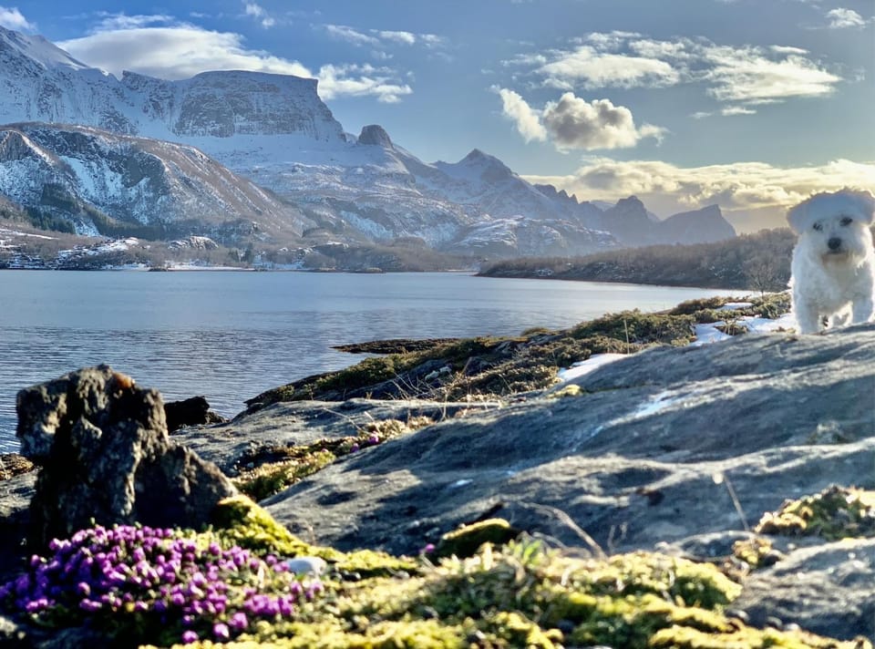 Remote Island Cottage Retreat in Norwegian Fjords Chalet in Nordland, Norway
