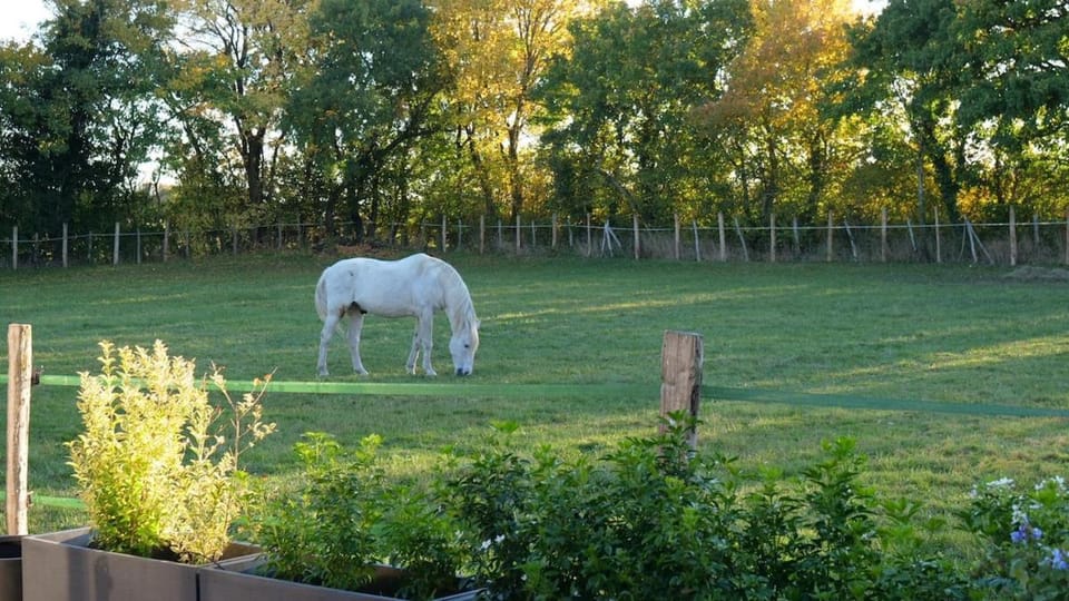 Gite in equestrian property House in Nouvelle-Aquitaine