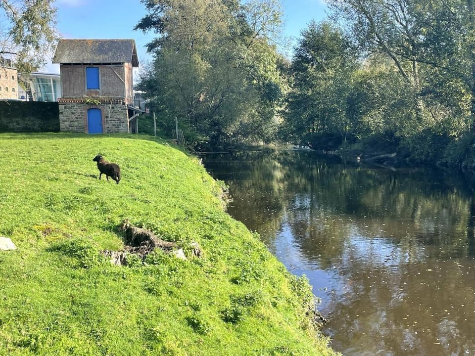 Spring, Day, Natural landscape, Pets, River view