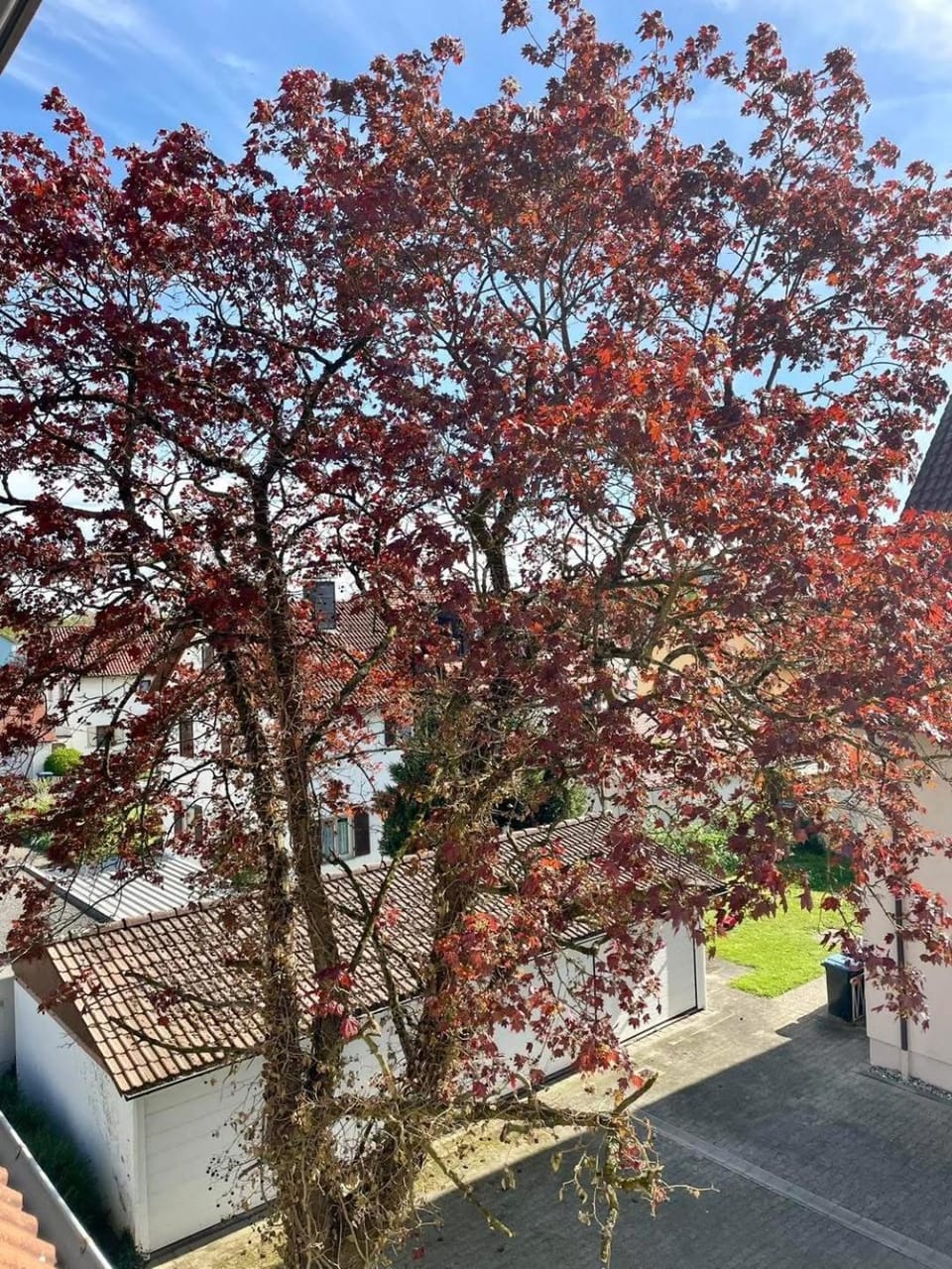 Ferienwohnung Seehas am Bodensee Apartment in Friedrichshafen