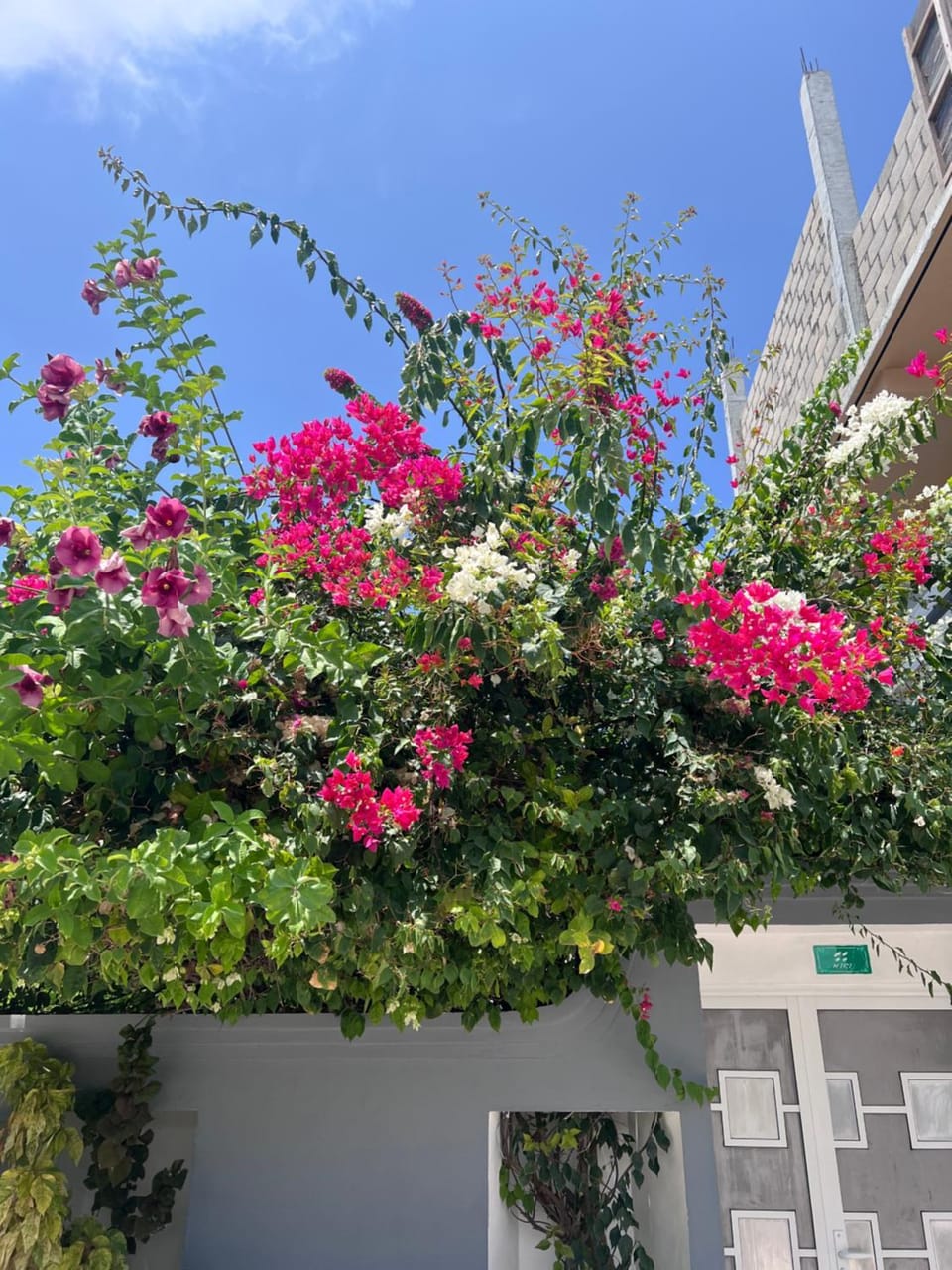 Garden view