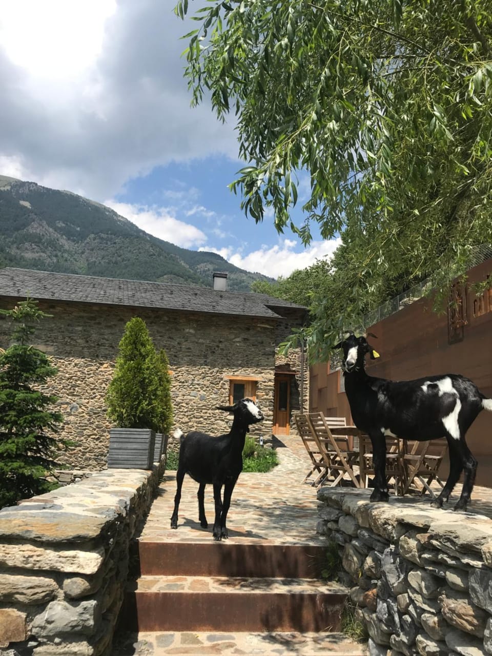 Off site, Animals