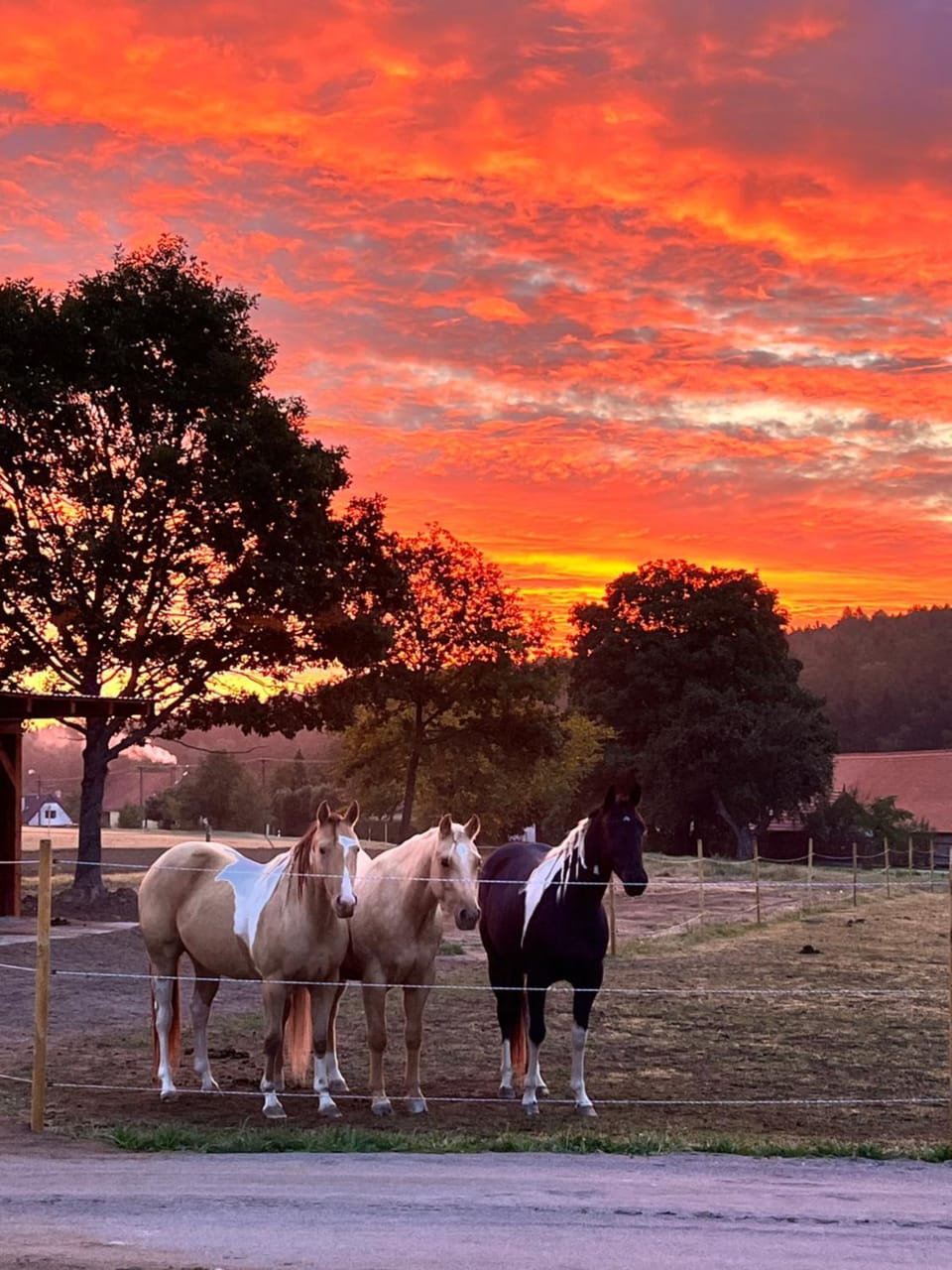 Day, Natural landscape, Animals, Sunrise, Sunset