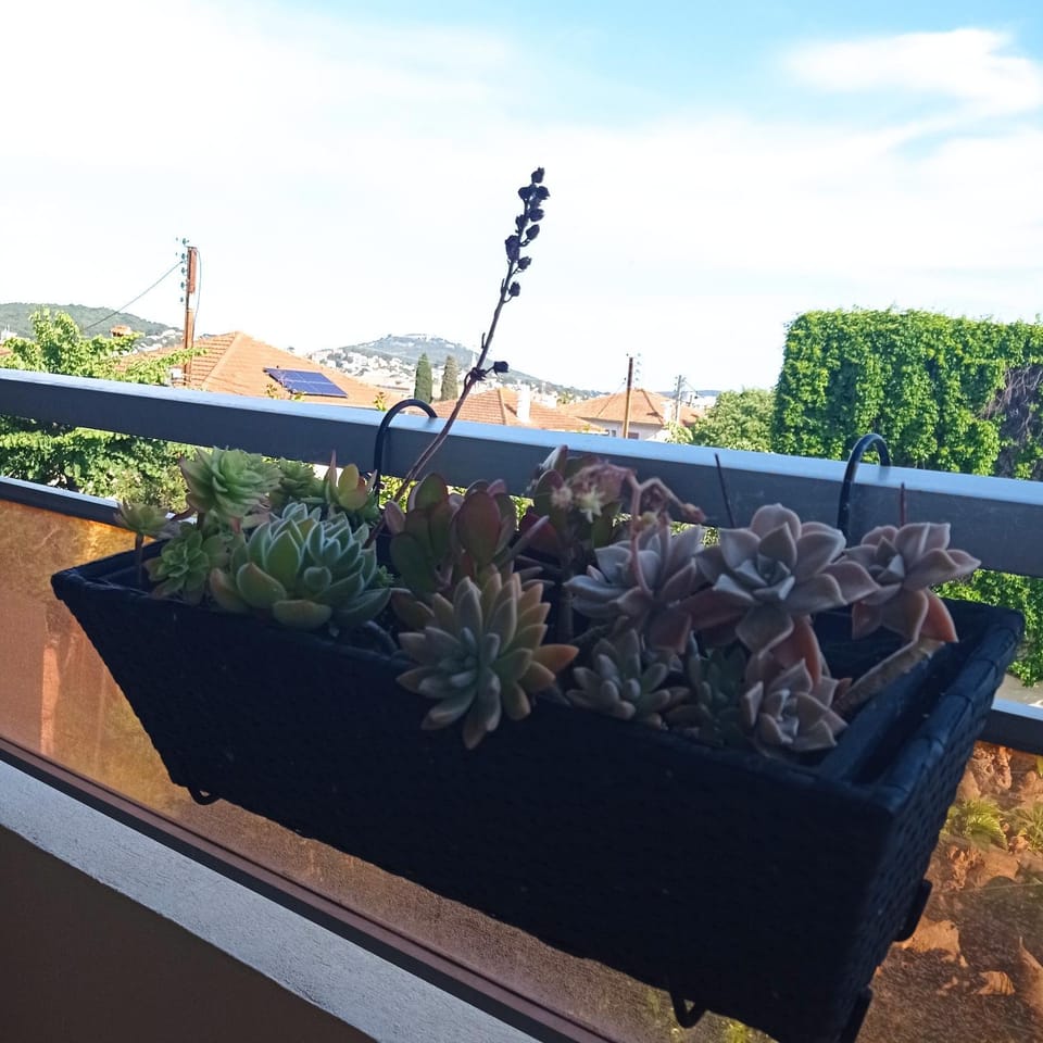 Day, Garden, Garden view