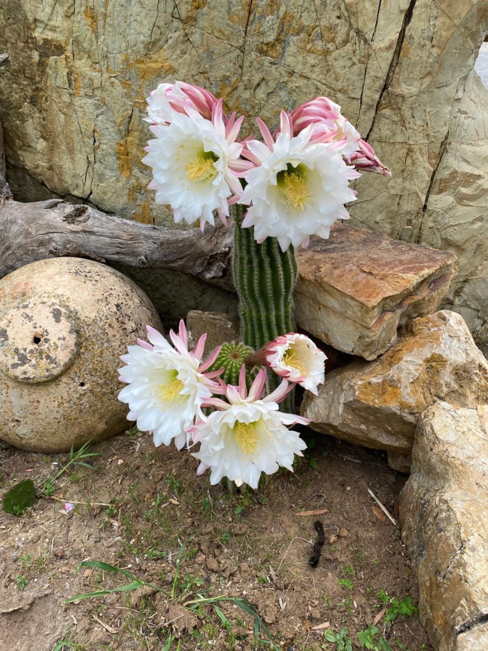 Villa Enli Farm Stay in Tuscany