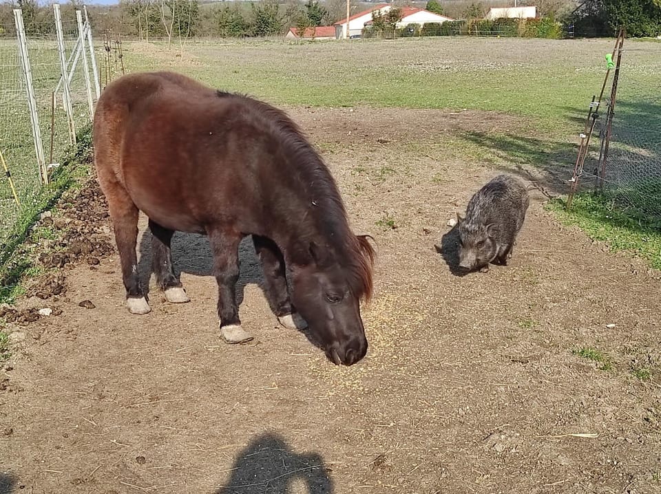 Animals