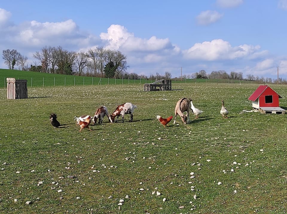 Animals