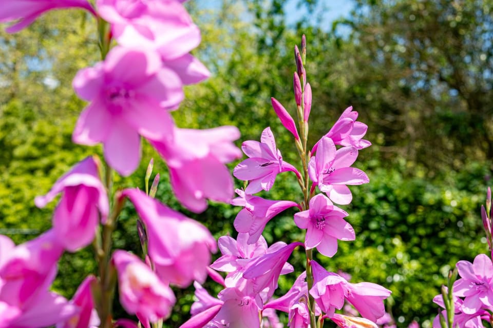 Spring, Day, Garden
