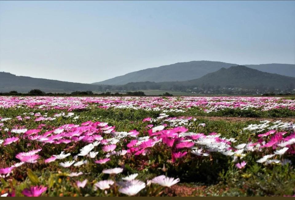 Capri Langebaan - No loadshedding House in Western Cape