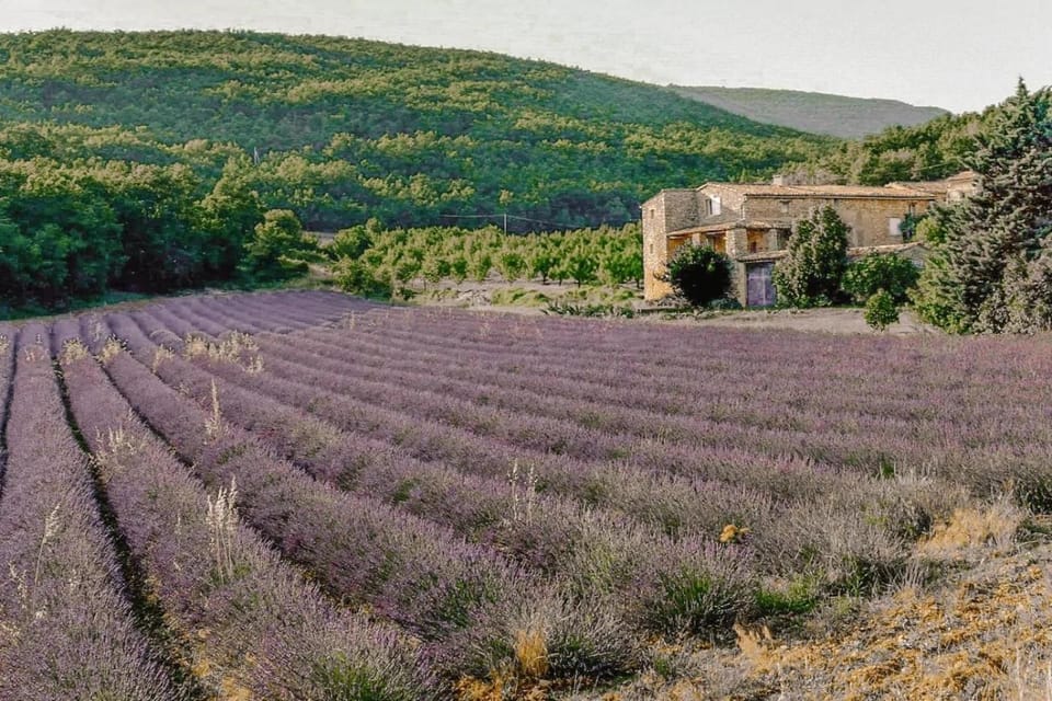 Natural landscape, Garden, Garden view