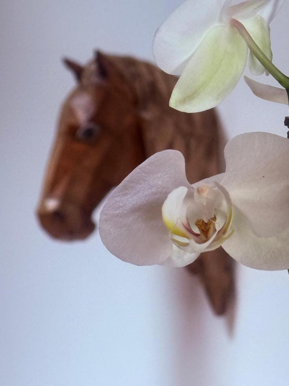 Casa hostal la herradura Bed and Breakfast in North Santander, Colombia