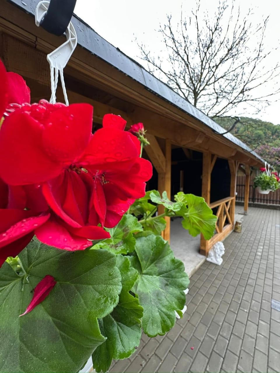 Property building, Day, Garden, Garden view