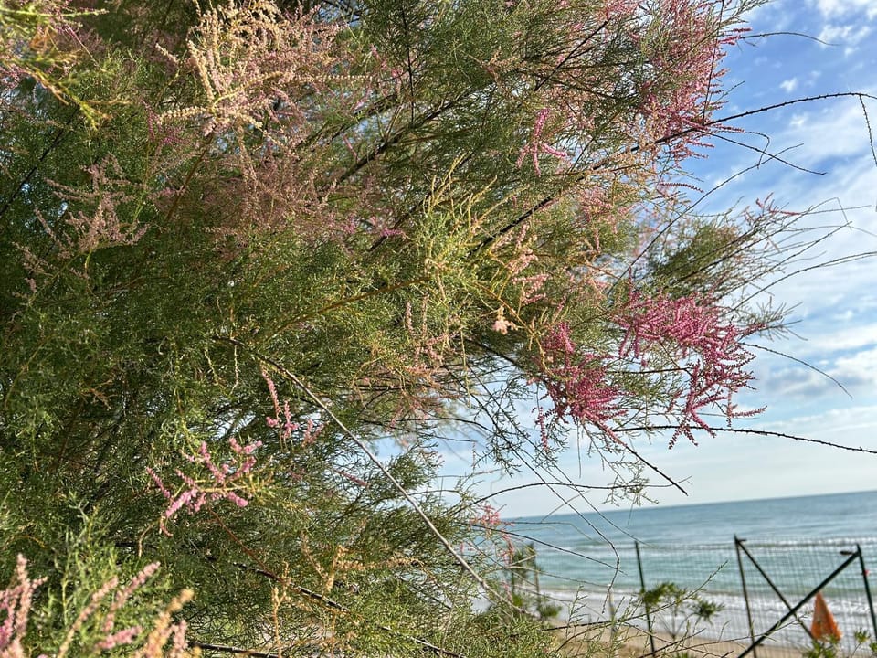 Natural landscape, Beach
