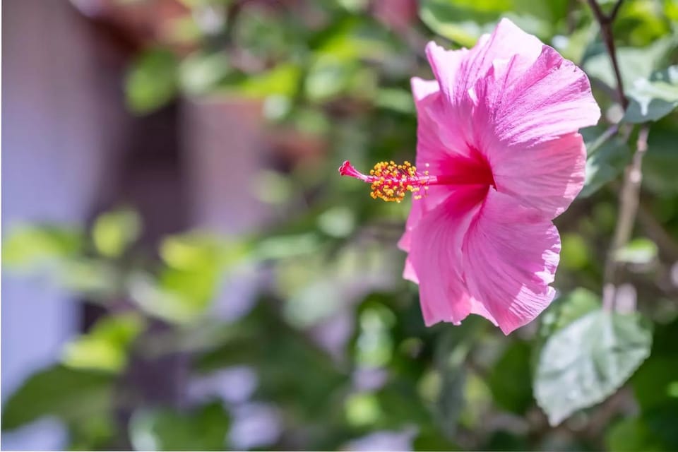 Spring, Day, Garden, Garden view