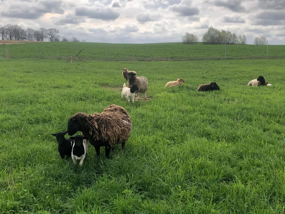 Garden, Animals, Pets