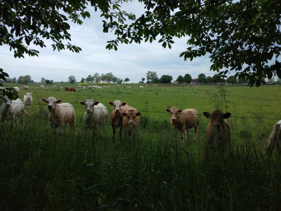 Natural landscape, Animals