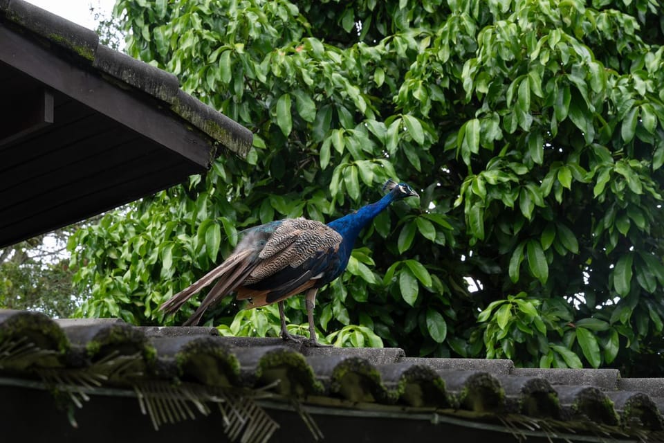 Cabanas Jardim dos Pavões House in State of Rio de Janeiro