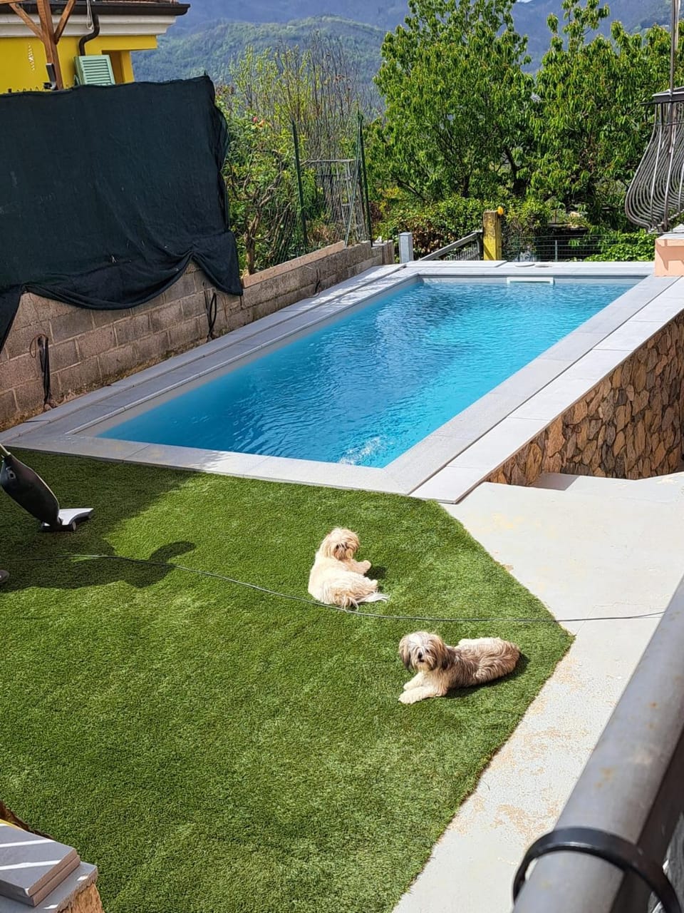 Garden, Pets, Garden view, Pool view, sunbed