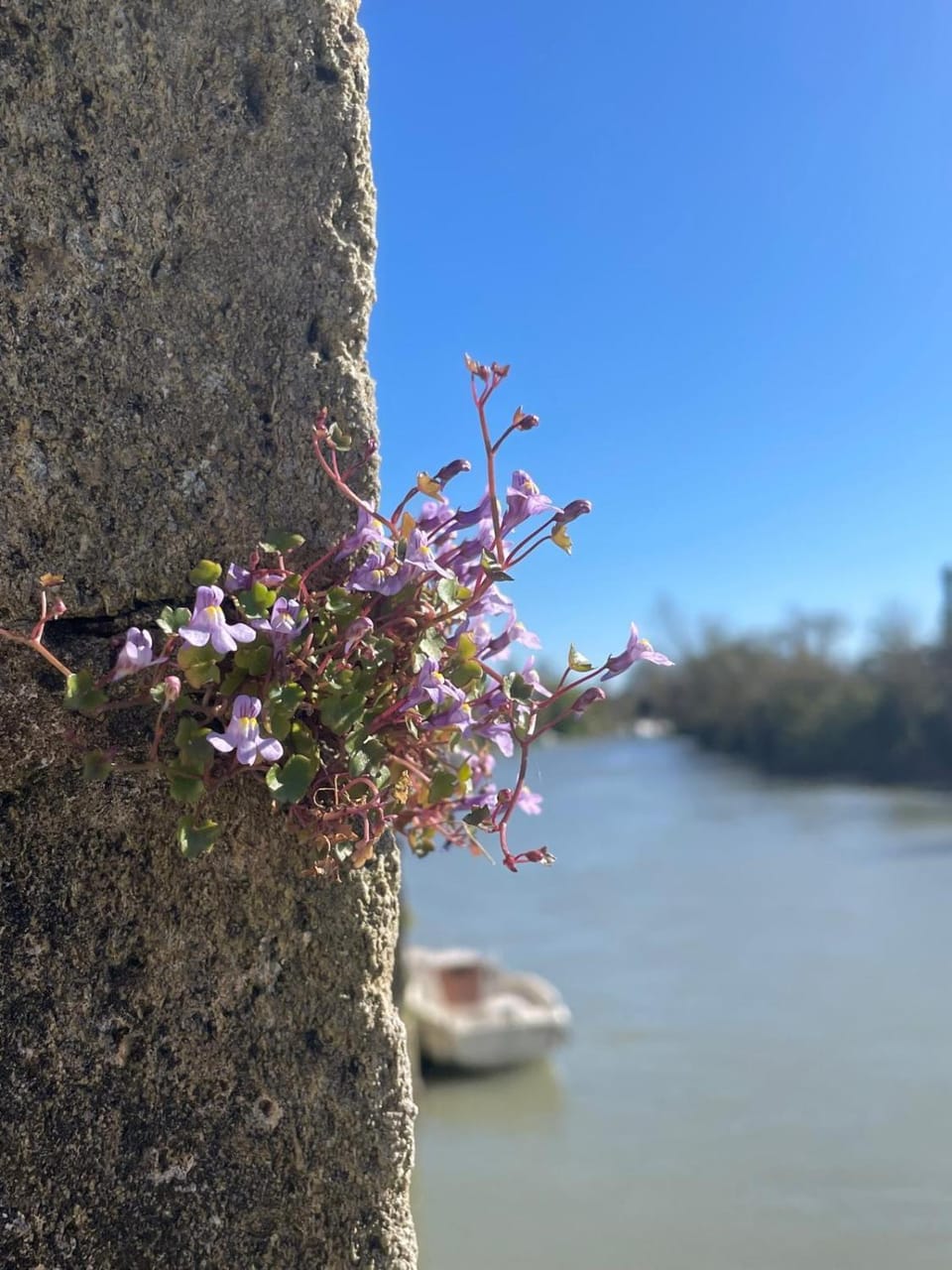 Natural landscape, River view