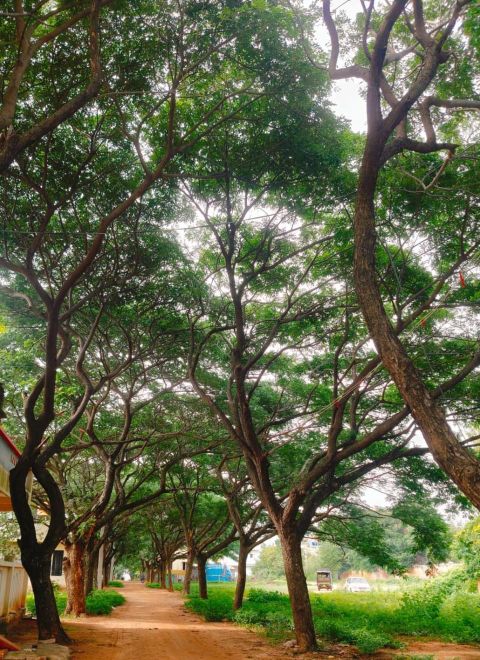 Natural landscape