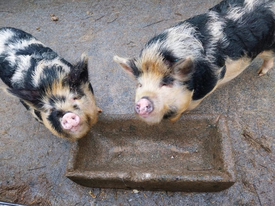 Animals