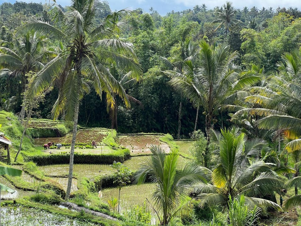 Natural landscape, Garden, Garden view