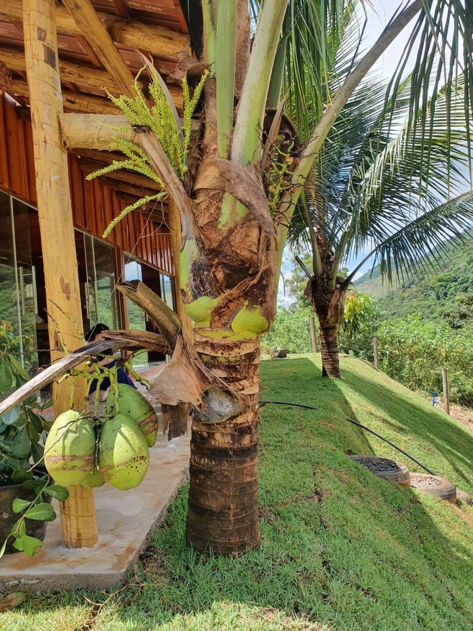 Natural landscape, Garden, Garden view