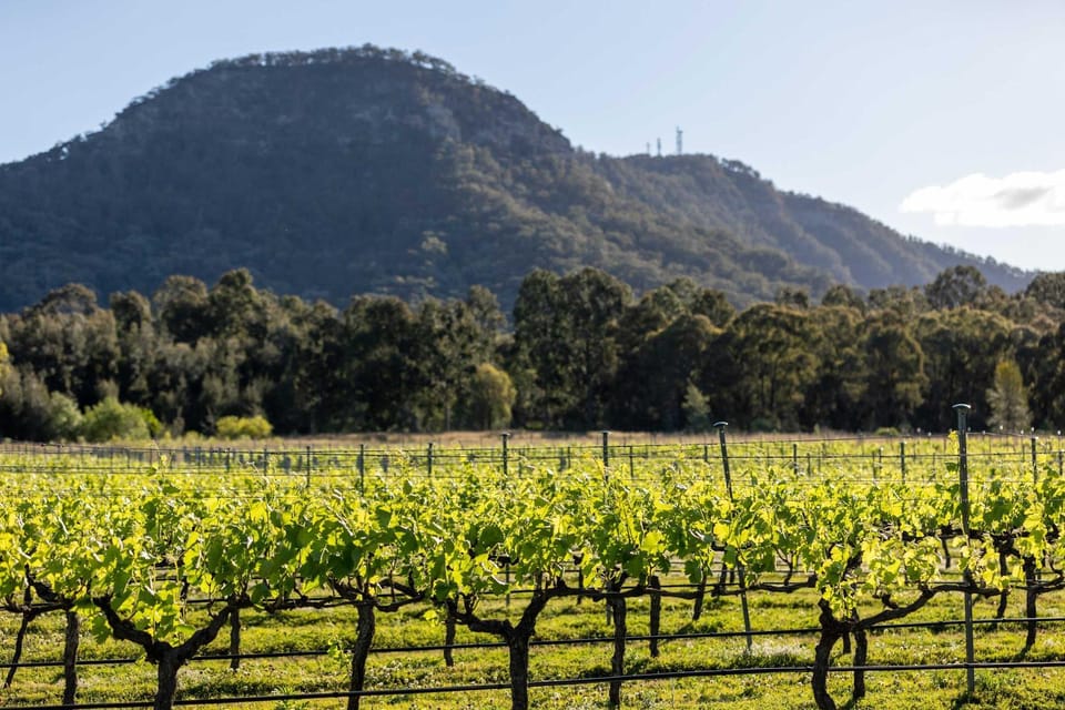 Brokenback Vineyard Cottage House in New South Wales